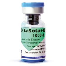 AVI ND LASOTA 1000 DOSES