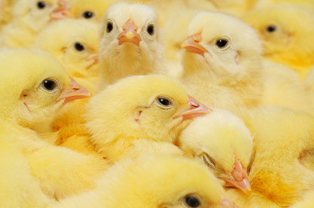Coquelet non vacciné